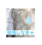 マルプー福ちゃん（個別スタンプ：27）