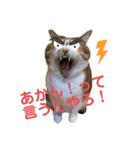 きょったんといっしょ1（個別スタンプ：3）