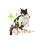 きょったんといっしょ1（個別スタンプ：5）