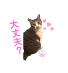 きょったんといっしょ1（個別スタンプ：7）