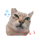 シエルの日常すたんぷ（個別スタンプ：1）