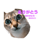 シエルの日常すたんぷ（個別スタンプ：4）