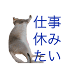 シエルの日常すたんぷ（個別スタンプ：7）