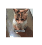 おおぉぉぉぉぉぉぉぉいぃっ！！！（個別スタンプ：5）
