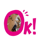 りぃぽぽだぉ（個別スタンプ：3）