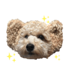 サランちゃんDiary（個別スタンプ：1）