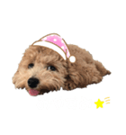 サランちゃんDiary（個別スタンプ：4）