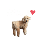サランちゃんDiary（個別スタンプ：8）