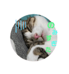 キキの日常！（個別スタンプ：4）