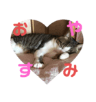 キキの日常！（個別スタンプ：6）