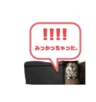 サモ5（個別スタンプ：4）
