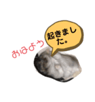 サモ5（個別スタンプ：5）