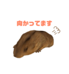 ステップレミング☆ごまくん（個別スタンプ：30）