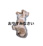 ぽっぽちゃん（シーズーの日常）（個別スタンプ：1）