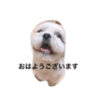 ぽっぽちゃん（シーズーの日常）（個別スタンプ：3）