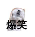 ぽっぽちゃん（シーズーの日常）（個別スタンプ：4）