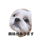 ぽっぽちゃん（シーズーの日常）（個別スタンプ：6）