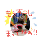 ヨーキーおと（個別スタンプ：5）