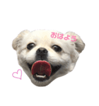 はくちゃんのスタンプ（個別スタンプ：1）