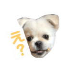 はくちゃんのスタンプ（個別スタンプ：5）