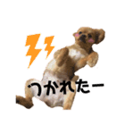 ラリーのすたんぷ（個別スタンプ：4）