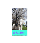 イオの執事より（個別スタンプ：11）