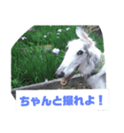イオの執事より（個別スタンプ：16）