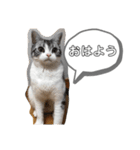 アメショーすず＆マンチカンぽぽ（個別スタンプ：1）