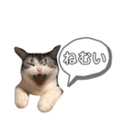 アメショーすず＆マンチカンぽぽ（個別スタンプ：4）