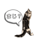 アメショーすず＆マンチカンぽぽ（個別スタンプ：5）