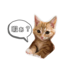 アメショーすず＆マンチカンぽぽ（個別スタンプ：11）