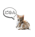 アメショーすず＆マンチカンぽぽ（個別スタンプ：14）