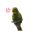 喜怒哀楽インコ（個別スタンプ：1）