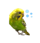 喜怒哀楽インコ（個別スタンプ：2）