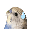 喜怒哀楽インコ（個別スタンプ：3）