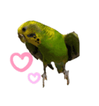 喜怒哀楽インコ（個別スタンプ：4）