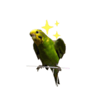 喜怒哀楽インコ（個別スタンプ：5）