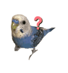 喜怒哀楽インコ（個別スタンプ：6）