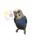 喜怒哀楽インコ（個別スタンプ：8）
