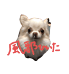 よもぎ4さい（個別スタンプ：1）