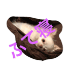 よもぎ4さい（個別スタンプ：4）