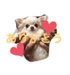 よもぎ4さい（個別スタンプ：9）