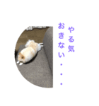 くぅのいちにち。そのさん（個別スタンプ：5）
