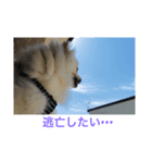 くぅのいちにち。そのさん（個別スタンプ：7）