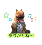 ピット＆ブル    お茶目なブリガジ2（個別スタンプ：2）