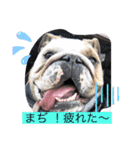 ピット＆ブル    お茶目なブリガジ2（個別スタンプ：3）
