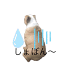 ピット＆ブル    お茶目なブリガジ2（個別スタンプ：9）