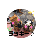 ピットブル＆ブルドッグ  お茶目なブリガジ3（個別スタンプ：1）