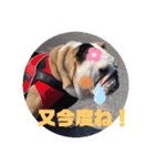 ピットブル＆ブルドッグ  お茶目なブリガジ3（個別スタンプ：4）