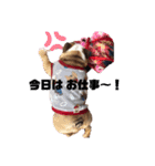 ピットブル＆ブルドッグ  お茶目なブリガジ3（個別スタンプ：6）